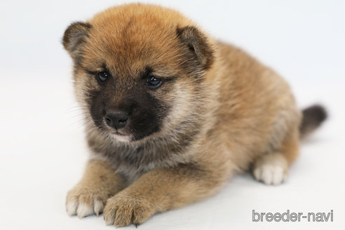 成約済の神奈川県の柴犬-286454の1枚目